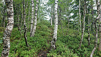Weak trail to Kyrahjellen