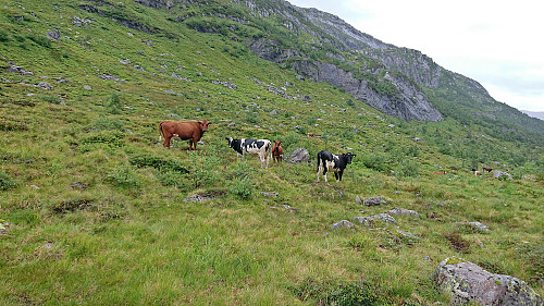 A closer look at some of the many cows