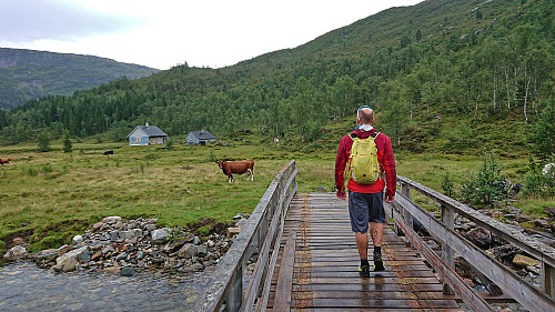 More cows to avoid at Øykholmane