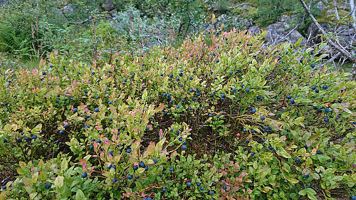 Lots of blueberries right next to the trail! :)