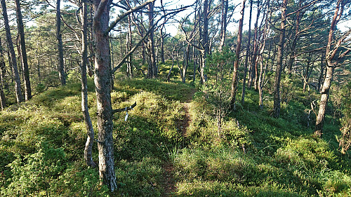 Marked trail north from the summit of Selsåsåsen (quickly disappeared though...)