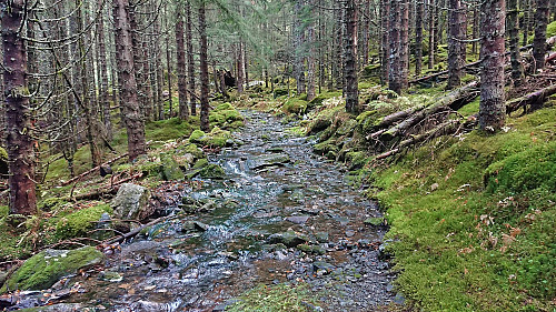 Tractor road doubles as a stream