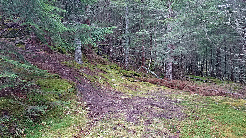 Tractor road ending, weak trail beginning
