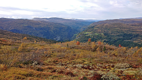 Looking back at Skjervsvegen after getting above the tree line