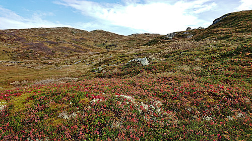 Ascending to Olavstølsnuten