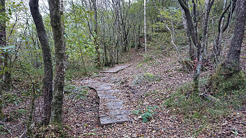 Later example from the trail to Rambjørga