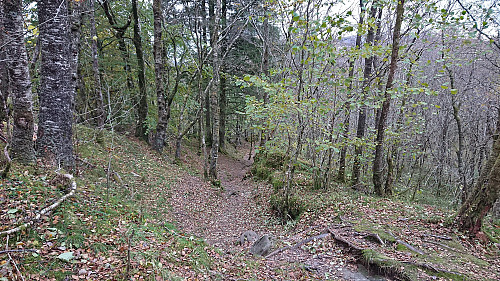Descending along one of the many unmarked trails from Rambjørga