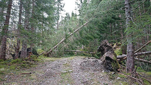 Lots of fallen trees across the tractor road up from Solsæ
