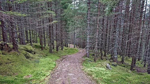The trail turned into a tractor road towards the end