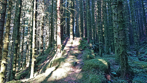 The trail between Storenipen and Langhaugen