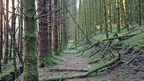 The trail between Storenipen and Langhaugen
