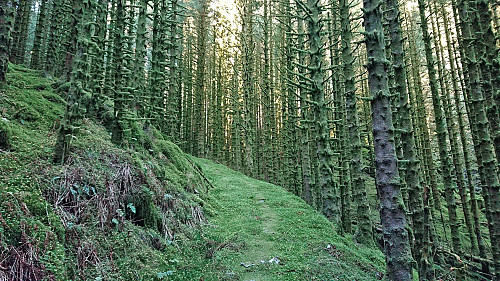 The trail after merging with an old tractor road