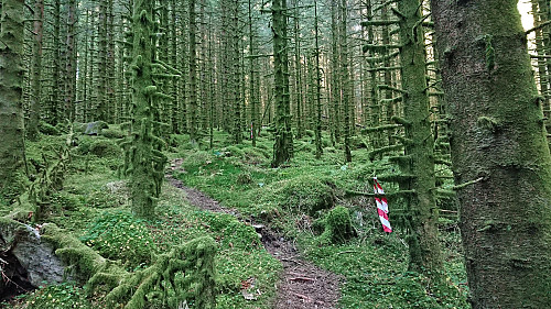 Marked detours from the tractor road