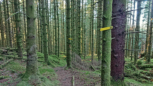Marked trail shortly before reaching the gravel road