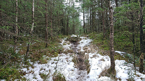 The trail to the cabin