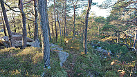 Deer tracks along the ridge