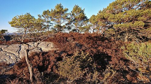 The highest point at Austneset