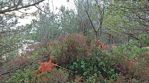 The highest point at Revekulten