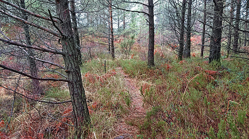 Trail to the northern tip of Langaneset