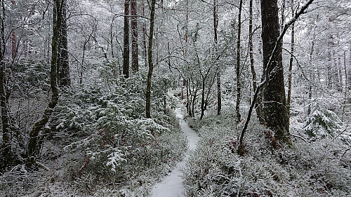 Weak trail/deer track to Sauhaugen