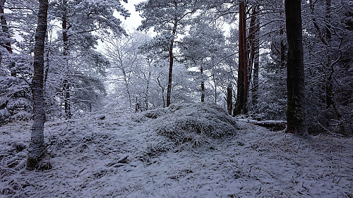 The highest point at Sauhaugen