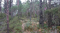 Marked trail to Bjørnåsen
