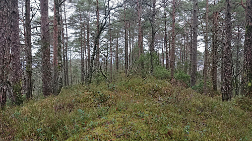 The highest point at Bjørnåsen