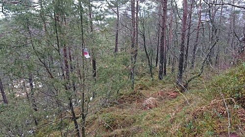 Marked trail north from Bjørnåsen