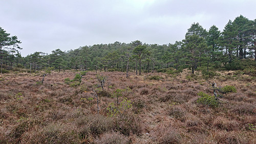 Approaching Fuglen