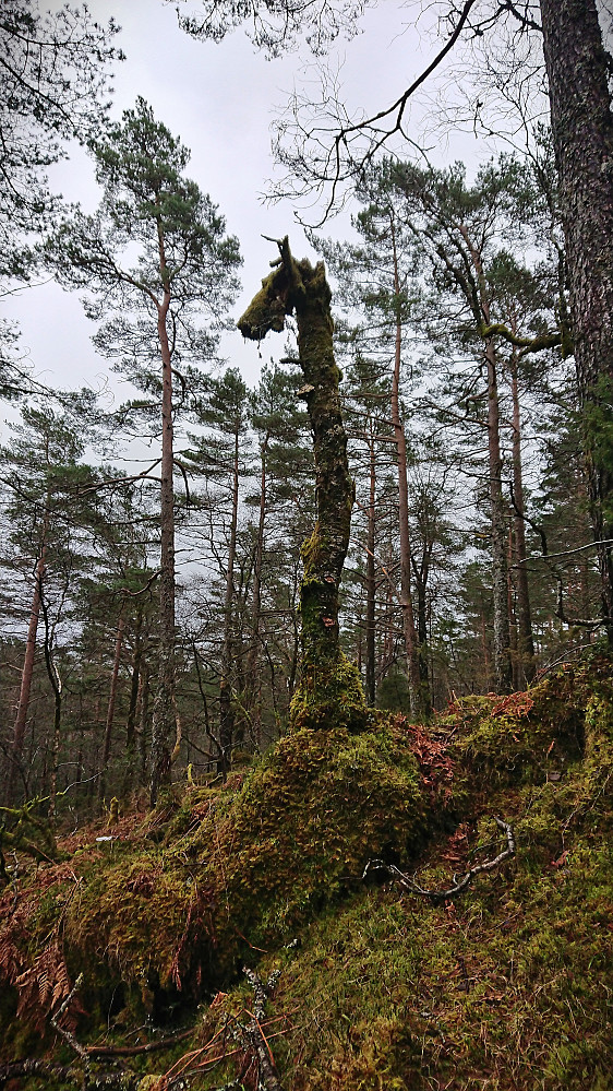 A giraffe north of Fuglen! ;)