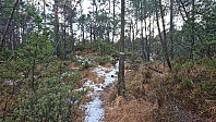 Marked trail at Stuhaugen