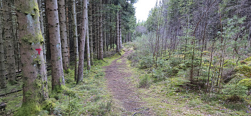 Trail to Opsangerneset