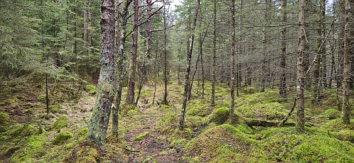 Following deer tracks towards Blåurskampen