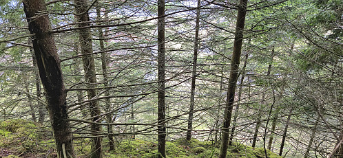 Limited views at Blåurskampen