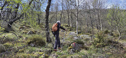 The initially relatively steep ascent to Tverrfjellet