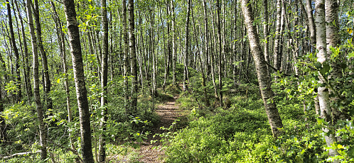 The trail to Kråkeberget