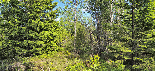 Approaching the highest point at Skaugumsåsen