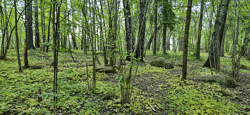 Towards the higest point at Syverstadbråten from the trail
