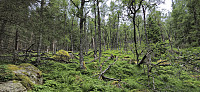 Off-trail towards Storfjellet