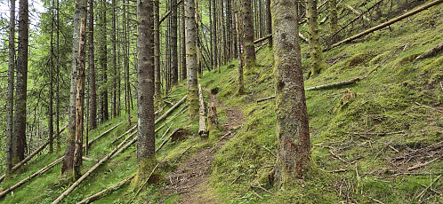 Marked trail to Åsen