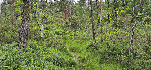 Marked trail to Åsen