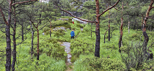 The marked trail