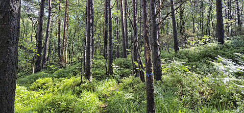 The marked trail