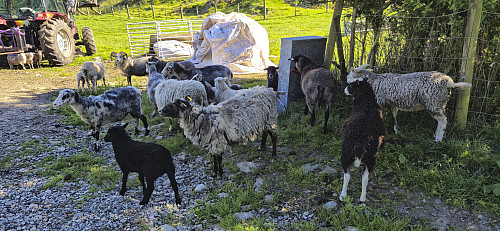 Some of the many sheep
