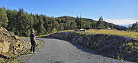 Cattle next to the road
