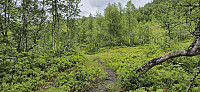 The marked trail to Svoleset