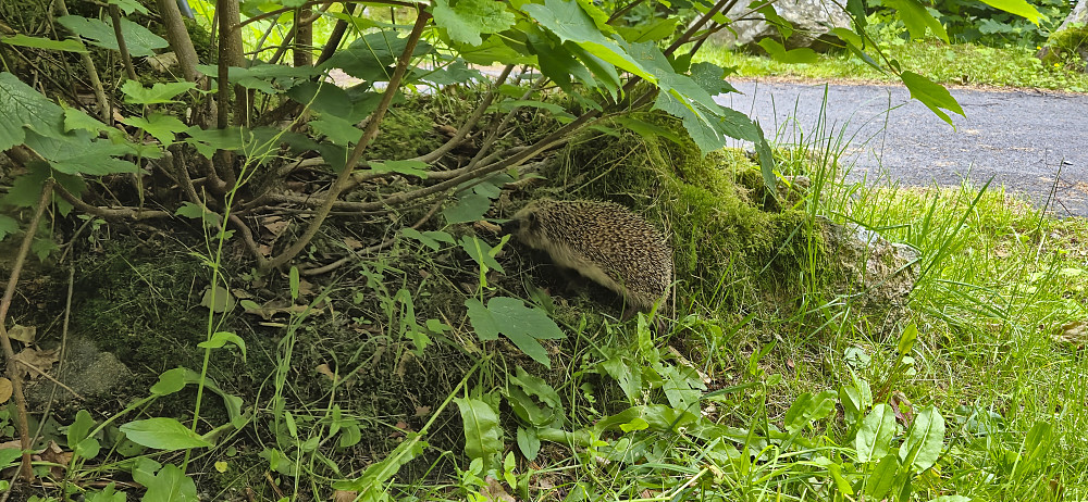 Local wildlife at Hellen festning