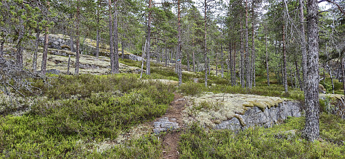 On the way to Galtastegen from Ormaskori