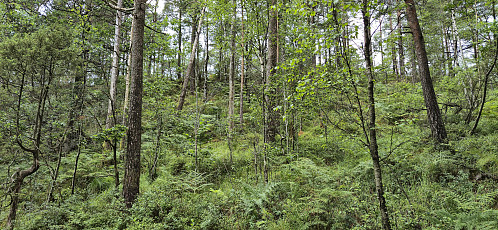 Off-trail to the summit