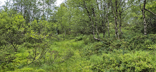 Off-trail towards the summit